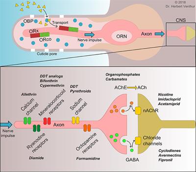 Odorant Receptors and Odorant-Binding Proteins as Insect Pest Control Targets: A Comparative Analysis